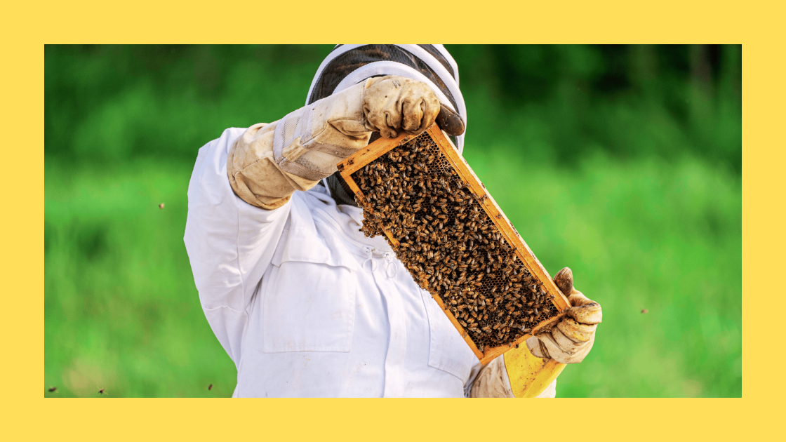 Beekeeper looking at hive tray on an angle