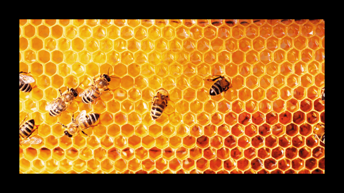 Bees in the honeycomb