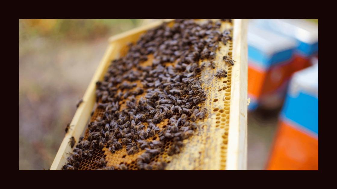 How To Get Bees For Your Hive? 5 Proven Ways To Acquire Bees