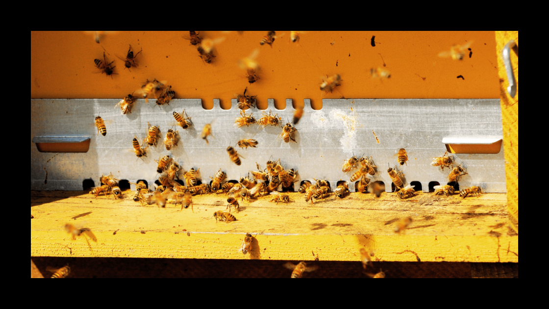 Yellow beehive box with bees flying in