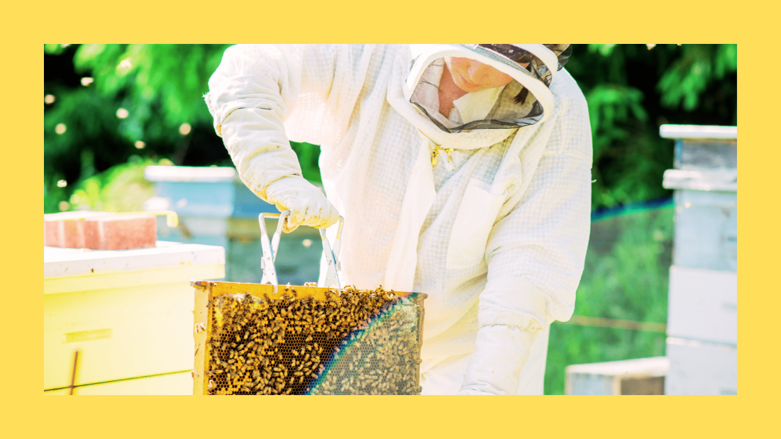 bee keeper pulling tray with bees
