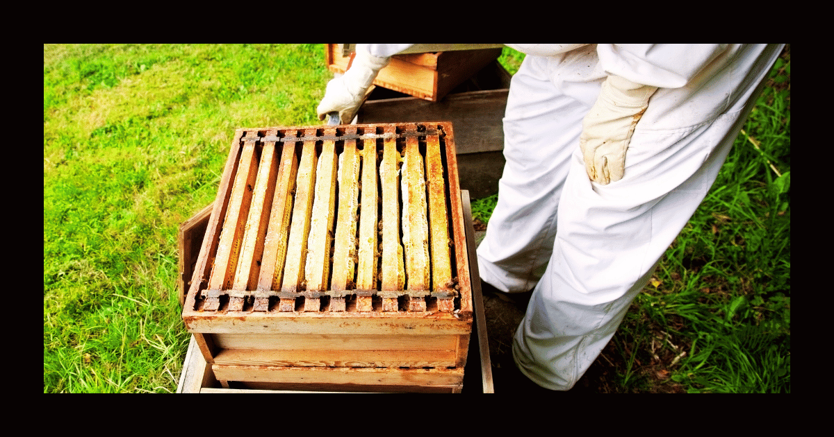bee keeper looking into hive