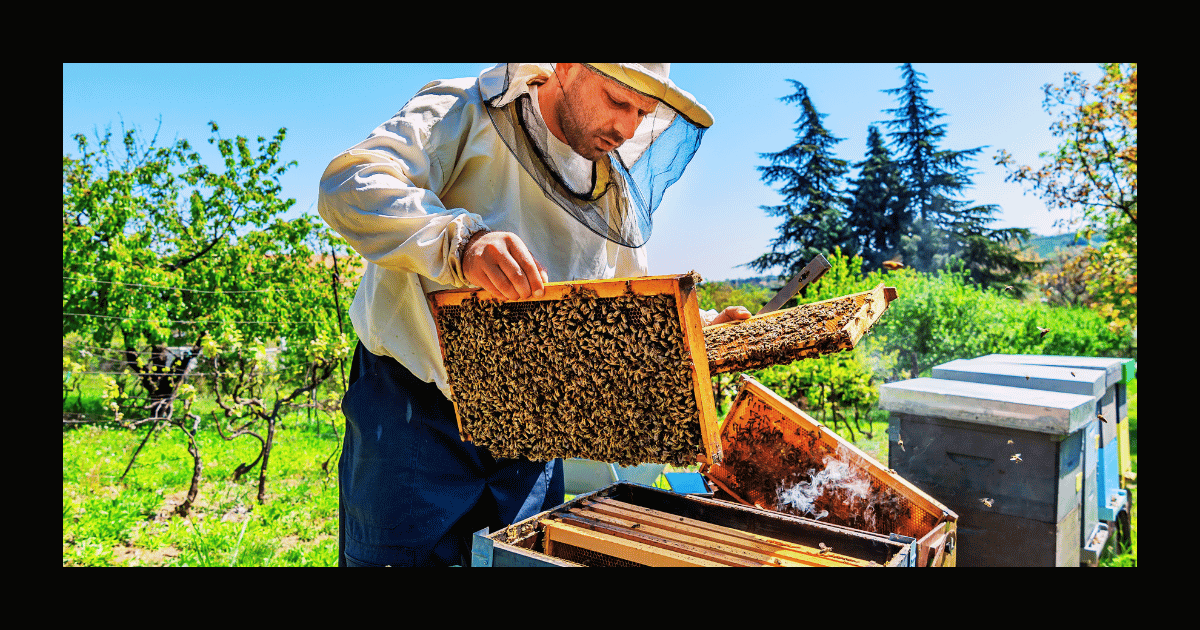 beekeeper inspecting beehive tray