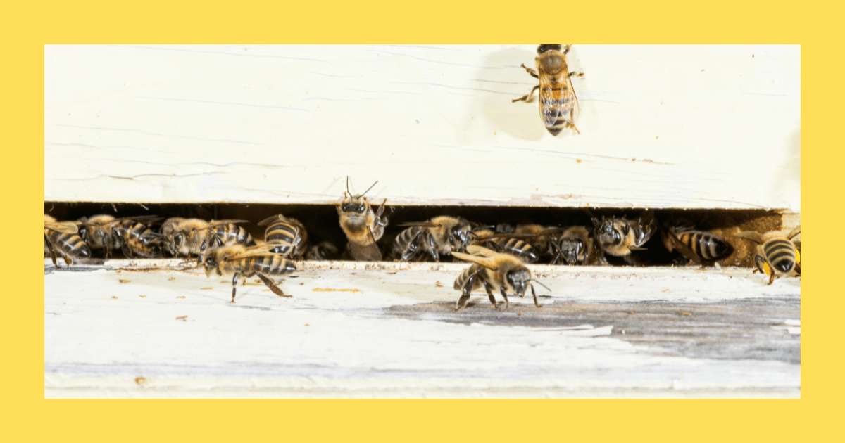 bees walking over and into hive